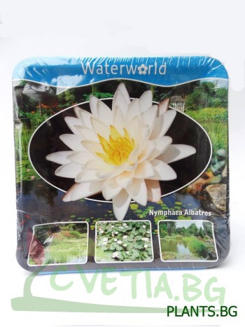 Водна лилия бяла (Nymphaea Albatros)